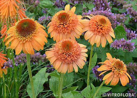 Jeżówka Supreme Cantaloupe Echinacea 9