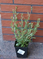 Gaura Snowbird Gaura lindheimeri 1l