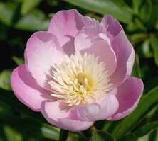 Piwonia Władysława Paeonia 2-3l