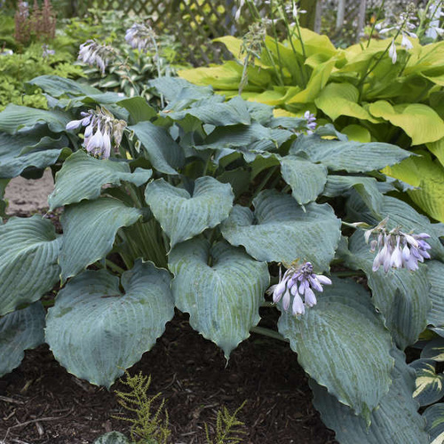 Funkia Diamond Lake Hosta 2l