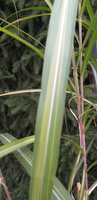 Miskant Kwiecisty Jubilaris Miscanthus Floridulus 1l