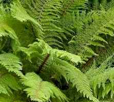 Paprotnik Szczecinkozębny Herrenhausen Polystichum Setiferum 