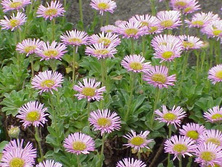 Aster alpejski  Aster alpinus 9