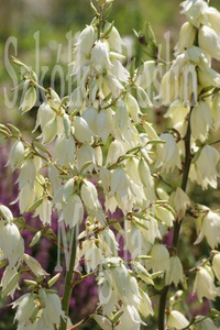 Juka srebrzysta Yucca glauca 0,5l