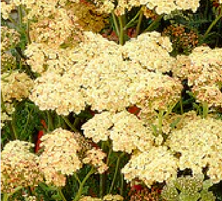 Krwawnik Credo Achillea 1l