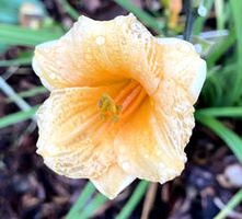 Liliowiec Pixie Parasol Hemerocallis hybrida1l