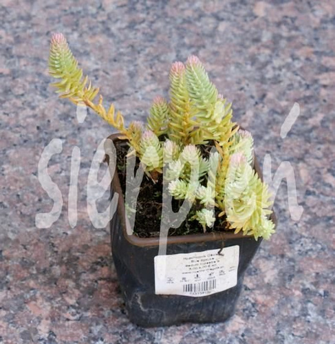 Rozchodnik ościsty Blue Spruce Sedum refleksum (rupestre) 9