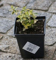 Trzmielina fortunea Emerald'n Gold Euonymus fortunei 1l