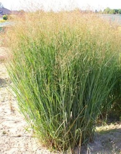 Proso Rózgowe Heavy Metal Panicum Virgatum 9