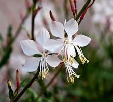 Gaura Whirling Butterflies Gaura lindheimeri 1l