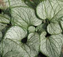 Brunnera wielkolistna Silver Heart Brunnera Macrophylla 1l