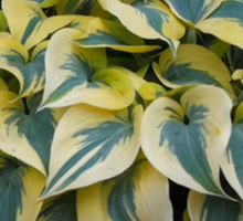 Funkia Autumn Frost Hosta 1l 