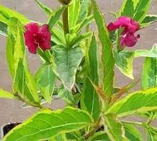 Krzewuszka Cudowna Brigella Weigela florida 1l