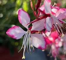 Gaura Rosy Jane Gaura lindheimeri 1l