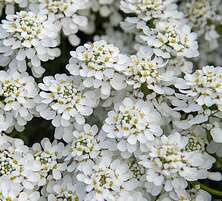 Ubiorek wiecznie zielony Snowflake Iberis Sempervirens 9