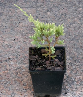 Jałowiec łuskowaty Holger Juniperus Squamata 1l