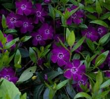 Barwinek pospolity Atropurpurea Vinca Minor 9