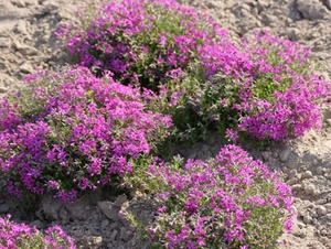 Floks Szydlasty Temiskaming  Phlox subulata 9