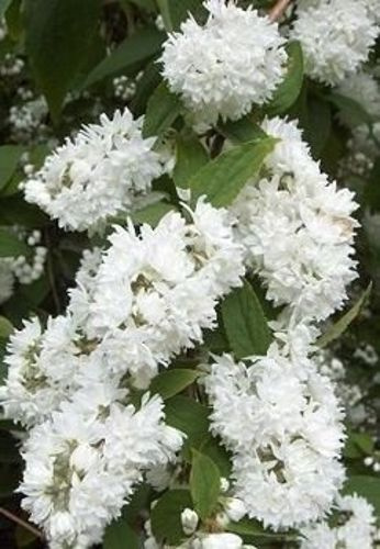 Żylistek Szorstki Pride Of Rochester Deutzia Scabra 1l