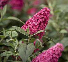 Budleja Butterfly Candy Little Ruby Buddleja davidii 1l