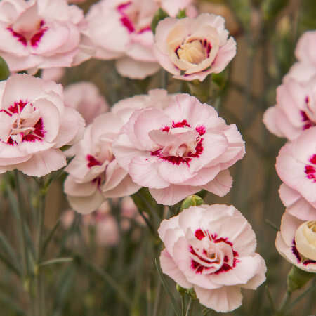 Goździk pierzasty Angel of Virtue Dianthus Plumarius 9