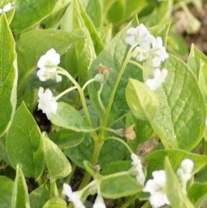 Ułudka Alba Omphalodes cappadocica