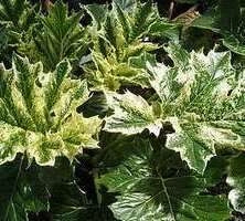 Akant miękki Tasmanian Angel Acanthus mollis 0,5l - 1l