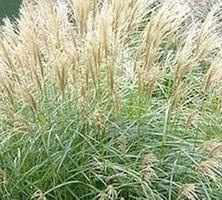 Miskant Chiński Hermann Mussel Miscanthus Sinensis 1l