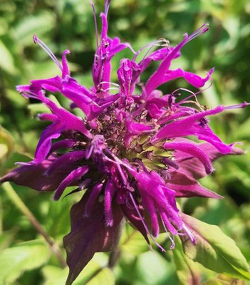 Pysznogłówka Bee-Pure Monarda 9