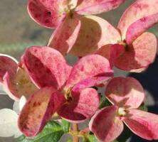 Hortensja bukietowa Early Sunsation Hydrangea paniculata 1l