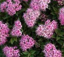 Tawuła japońska Japanese Dwarf Spiraea japonica 9-1 l