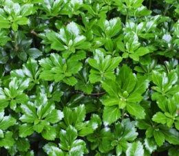 Runianka japońska Green Sheen Pachysandra Terminalis 1l