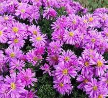 Aster Wood's Pink Aster hybrida 1l 