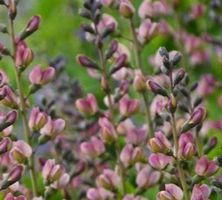 Baptisia Pink Truffles Baptisia 