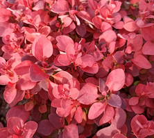 Berberys Thunberga Deep Purple Berberis Thunbergii 1l