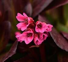 Bergenia Early Brilliance Magenta Bergenia 9-11