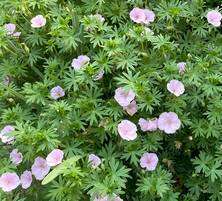 Bodziszek Czerwony Paskowany Geranium Sanguineum var. Striatum 1l