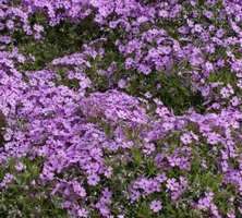 Floks szydlasty Ronsdorfer Beauty Phlox subulata 9