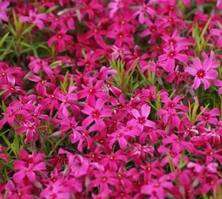 Floks szydlasty Scarlet Flame Phlox subulata 9