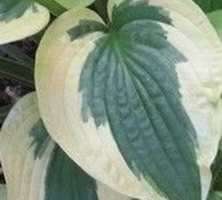 Funkia Brim Cup Hosta 1l 