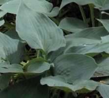 Funkia Halcyon Hosta 1l