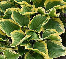 Funkia Liberty Hosta 1l