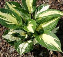 Funkia Pathfinder Hosta  2l