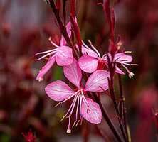 Gaura Blaze Gaura lindheimeri 1l