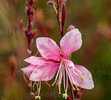 Gaura Cherry Brandy Gaura lindheimeri 1l