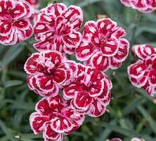 Goździk Strawberry Ice Dianthus hybrida 9