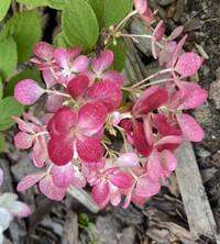 Hortensja bukietowa Diamand Rouge Hydrangea paniculata 1l