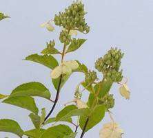 Hortensja bukietowa Pink Lady Hydrangea paniculata 1l