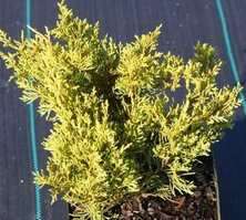 Jałowiec Pośredni Gold Coast Juniperus x media 3l