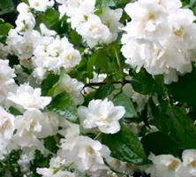 Jaśminowiec pełny Philadelphus coronarius 1l